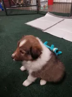 BB  (Boss Baby), a male Shetland Sheepdog for sale in Quincy, IL – Photo 2 of 6