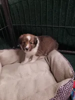 BB  (Boss Baby), a male Shetland Sheepdog for sale in Quincy, IL – Photo 2 of 4