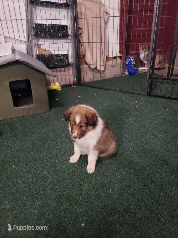 BB  (Boss Baby) – Shetland Sheepdog puppy on hold in Quincy, IL