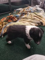 Grave Digger (Digger), a male Shetland Sheepdog for sale in Quincy, IL – Photo 3 of 3