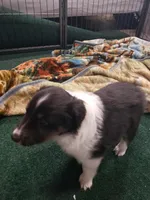 Grave Digger (Digger), a male Shetland Sheepdog for sale in Quincy, IL – Photo 1 of 3