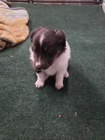 Grave Digger (Digger), a male Shetland Sheepdog for sale in Quincy, IL – Photo 2 of 3