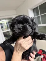 Cute Lil Boy - Rare all black full blood shih tzu, a male Shih Tzu for sale in Defuniak Springs, FL – Photo 4 of 4
