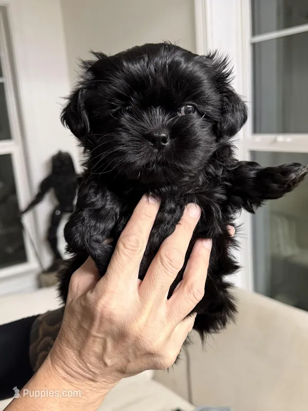 Cute Lil Boy - Rare all black full blood shih tzu