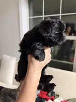 Cute Lil Boy - Rare all black full blood shih tzu, a male Shih Tzu for sale in Defuniak Springs, FL – Photo 3 of 4