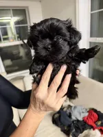 Cute Lil Boy - Rare all black full blood shih tzu, a male Shih Tzu for sale in Defuniak Springs, FL – Photo 2 of 4