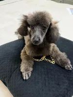 Nina , a female Poodle - Toy  for sale in Miami, FL – 2 of 3