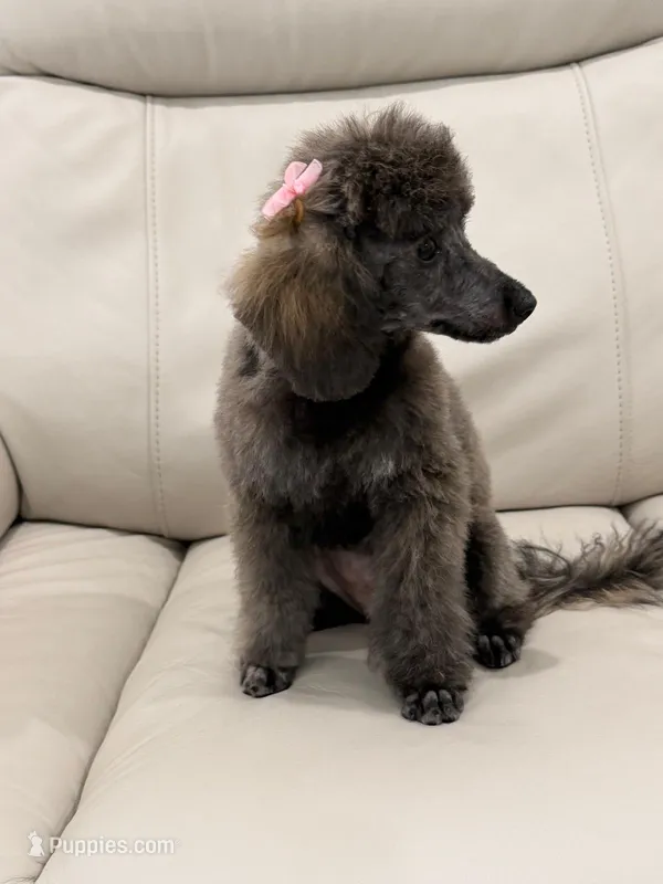 Nina  – Poodle - Toy  puppy for sale in Miami, FL