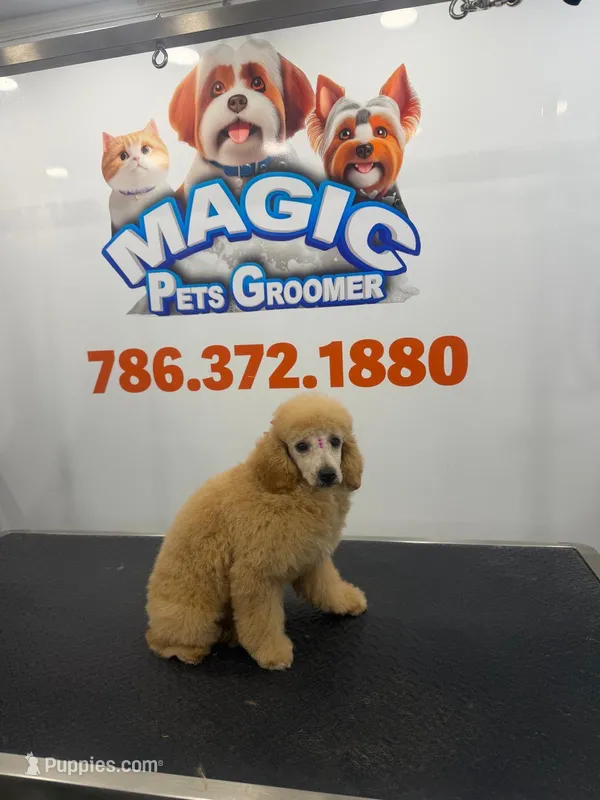 Maggie – Poodle - Toy  puppy for sale in Miami, FL