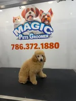 Maggie, a female Poodle - Toy  for sale in Miami, FL – 1 of 2