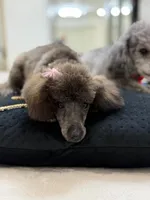 Nina , a female Poodle - Toy  for sale in Miami, FL – 3 of 3