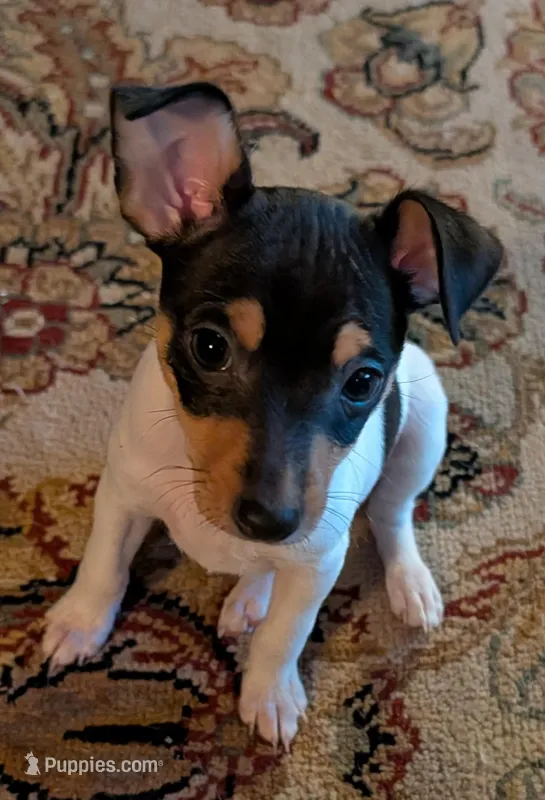 Gus – Toy Fox Terrier puppy for sale in Cottage Grove, WI