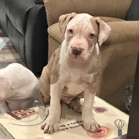 Phil, a male American Bully for sale in Baltimore, MD – Photo 2 of 7