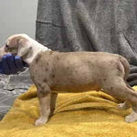 Phil, a male American Bully for sale in Baltimore, MD – Photo 3 of 7