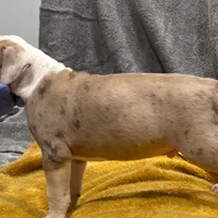 Phil, a male American Bully for sale in Baltimore, MD – Photo 6 of 7