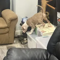 Phil, a male American Bully for sale in Baltimore, MD – Photo 7 of 7