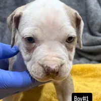 Phil, a male American Bully for sale in Baltimore, MD – Photo 5 of 7