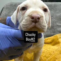 Chucky, a male American Bully for sale in Baltimore, MD – Photo 3 of 7