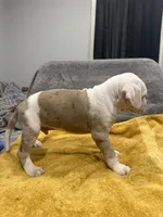 processed/fb850ff0-df6a-415c-9a3a-69f9915cd166/listing/e9e2b2c3-3da7-46de-87b2-51b906cd4a18/0fa8381b-d153-474a-a7f3-affdd4947907