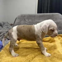 Chucky, a male American Bully for sale in Baltimore, MD – Photo 2 of 7