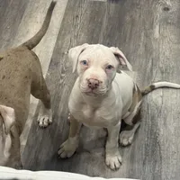 Chucky, a male American Bully for sale in Baltimore, MD – Photo 5 of 7