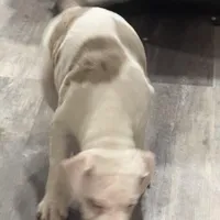 Chucky, a male American Bully for sale in Baltimore, MD – Photo 7 of 7