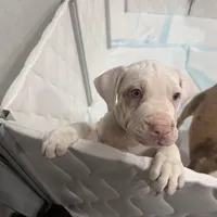 Chucky, a male American Bully for sale in Baltimore, MD – Photo 6 of 7