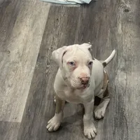 Chucky, a male American Bully for sale in Baltimore, MD – Photo 1 of 7