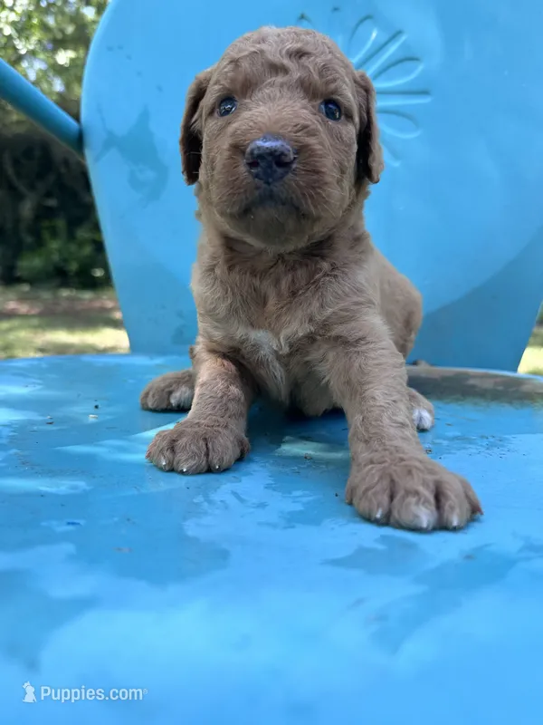 Gold girl  – Double Doodle puppy for sale in Macon, GA