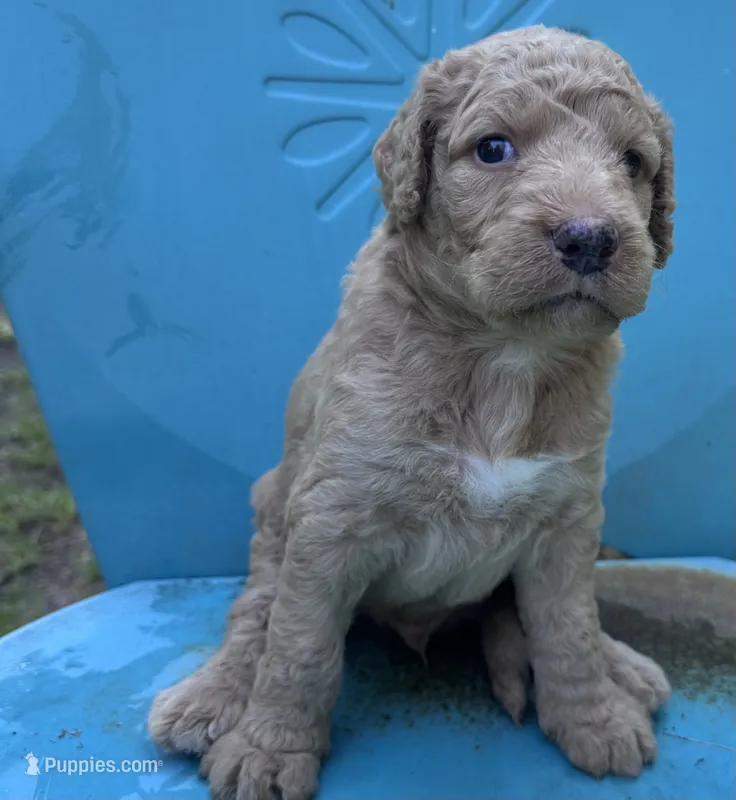Boy 1  – Double Doodle puppy for sale in Macon, GA