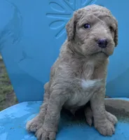 Boy 1 , a male Double Doodle for sale in Macon, GA – 1 of 5