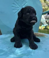 Black girl, a male Double Doodle for sale in Macon, GA – 3 of 5