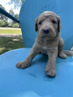 Boy 1 , a male Double Doodle for sale in Macon, GA – 2 of 5