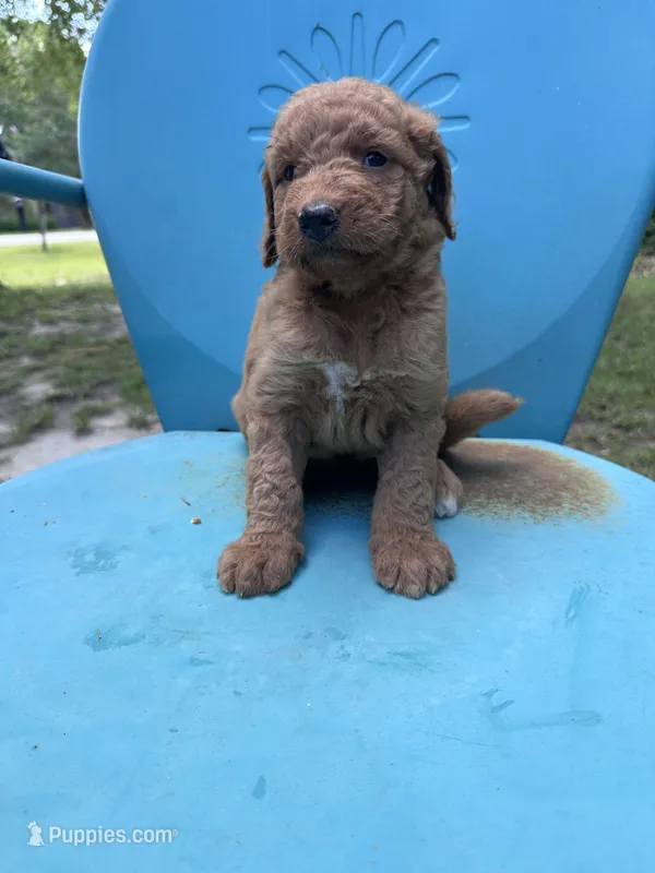 Gold girl  – Double Doodle puppy for sale in Macon, GA