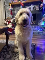 Boy 1 , a male Double Doodle for sale in Macon, GA – 5 of 5