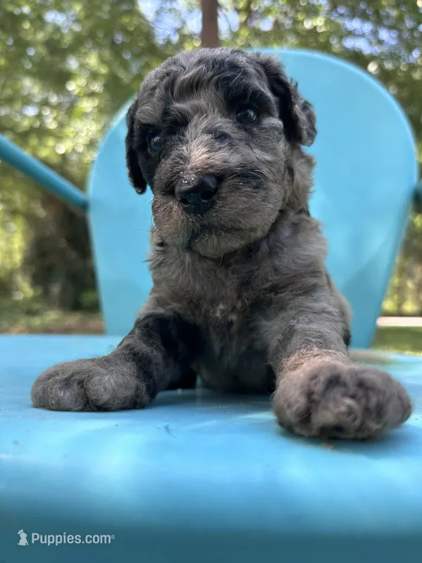 Merle girl – Double Doodle puppy for sale in Macon, GA