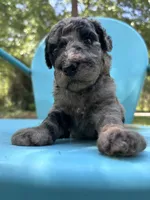 Merle girl, a male Double Doodle for sale in Macon, GA – 1 of 5