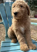 Blonde Boy 1, a male Labradoodle for sale in Macon, GA – Photo 4 of 5