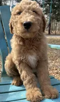 Blonde Boy, a male Labradoodle for sale in Macon, GA – Photo 5 of 5
