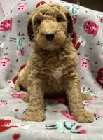 processed/fb870d14-8f49-49d4-85db-8ddab3ef746d/listing/3d20502f-d547-4907-8dd8-4c5cef3302a5/49b5f68f-9756-400b-8b2f-c583cc856627