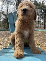 Blonde Boy 1, a male Labradoodle for sale in Macon, GA – Photo 3 of 5