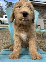 Blonde Boy 1, a male Labradoodle for sale in Macon, GA – Photo 1 of 5