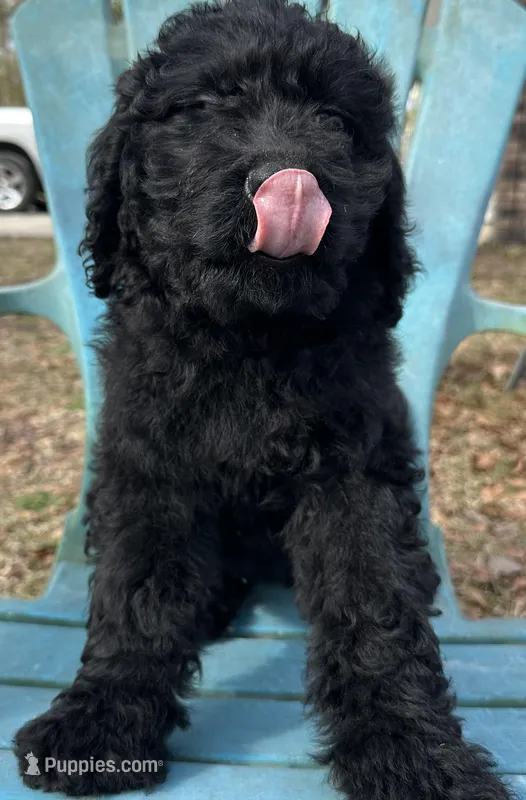 Solid black girl – Labradoodle puppy for sale in Macon, GA