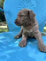 Gold girl , a male Double Doodle for sale in Macon, GA – 2 of 5