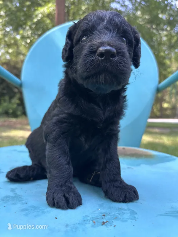 Black girl – Double Doodle puppy for sale in Macon, GA