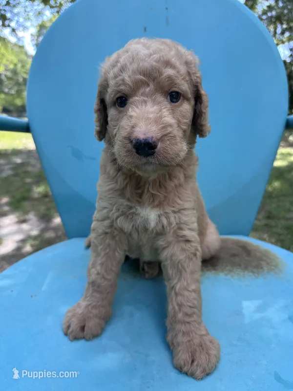 Boy 1  – Double Doodle puppy for sale in Macon, GA
