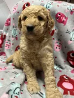 processed/fb870d14-8f49-49d4-85db-8ddab3ef746d/listing/73954d54-1652-40d4-94df-76c8cb6775eb/a1350ca2-da65-4aec-8e69-a785fde62902