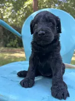 Black girl, a male Double Doodle for sale in Macon, GA – 2 of 5