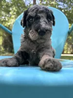 Merle girl, a male Double Doodle for sale in Macon, GA – 2 of 5