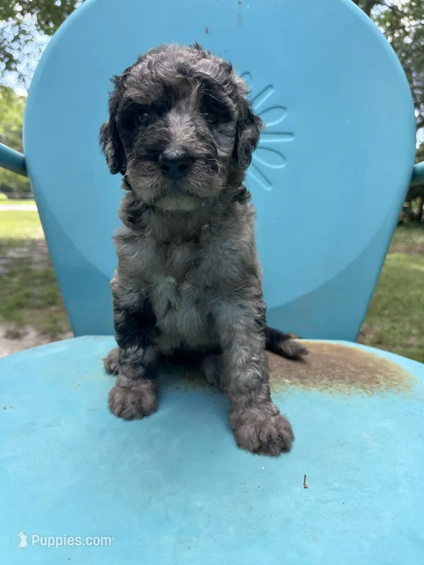 Merle girl – Double Doodle puppy for sale in Macon, GA